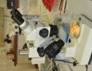 Pracownia Laserowej Mikroskopii