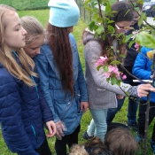 Dbamy o przyrodę - sadzimy drzewka przed szkołą (8.05.2017)